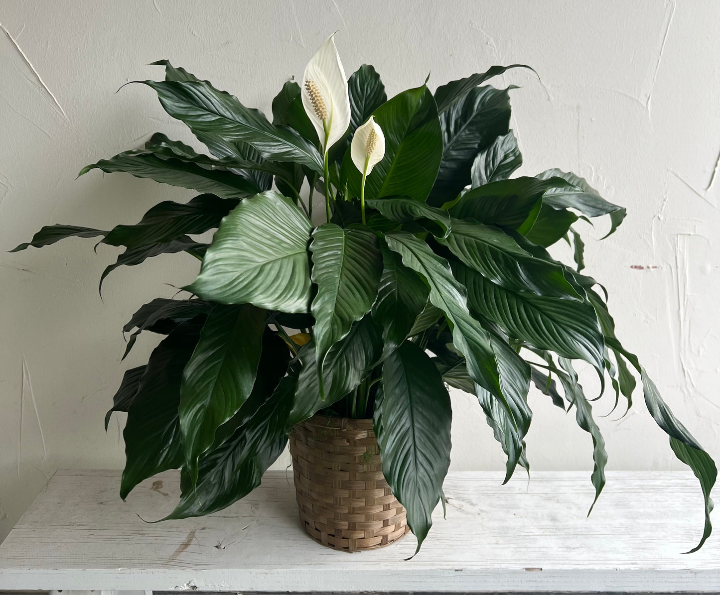 Peace Lily Plant